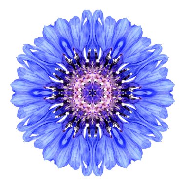 beyaz izole mavi cornflower mandala çiçek çiçek Dürbünü
