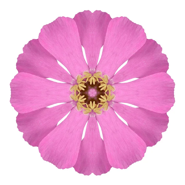 Mandala rose fleur sauvage isolé sur blanc — Photo