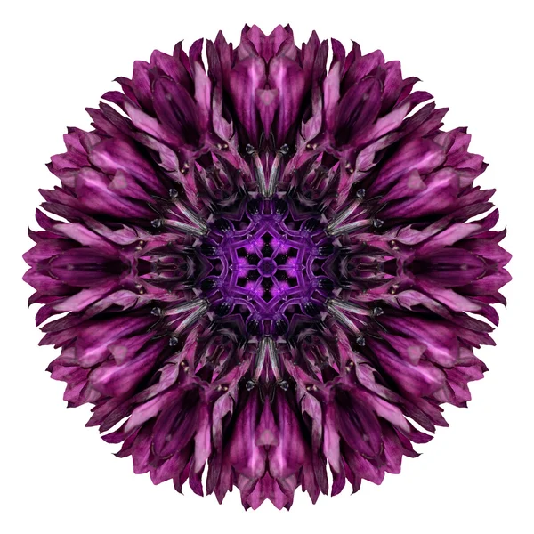 Caleidoscopio de flor de mandala de aciano púrpura aislado en blanco — Foto de Stock