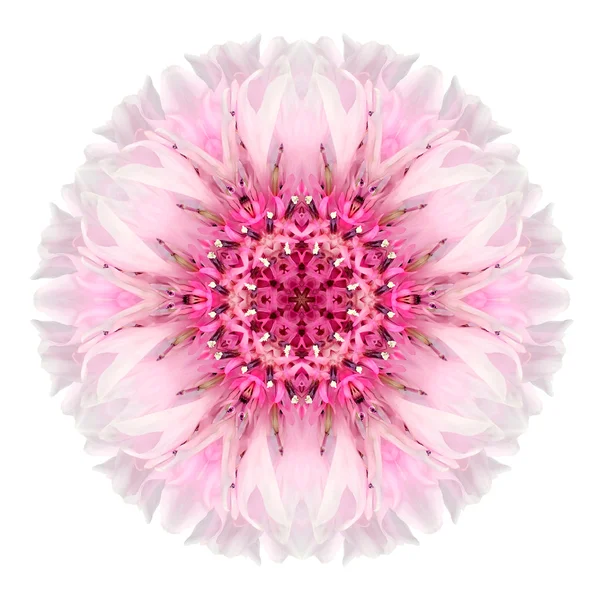 Pink Cornflower Mandala Flower Kaleidoscope Isolated on White — Stock Photo, Image