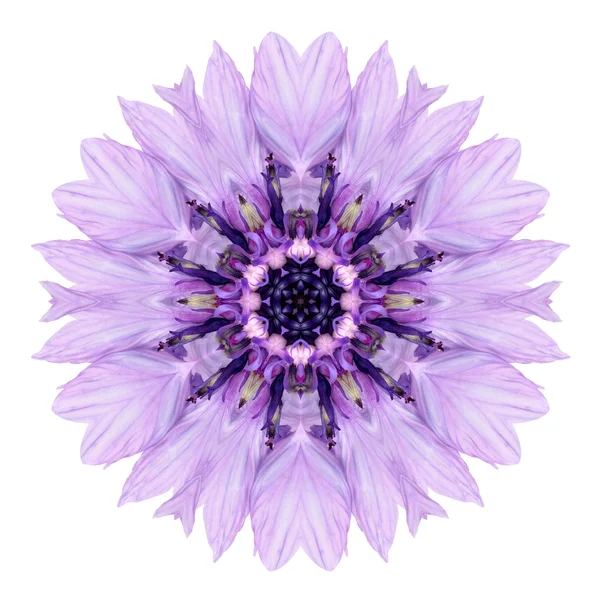 Purple Cornflower Mandala Flower Kaleidoscope Isolated on White — Stock Photo, Image