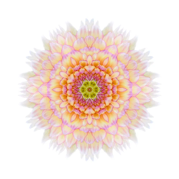 Roze concentrische chrysant Mandala bloem geïsoleerd — Stockfoto