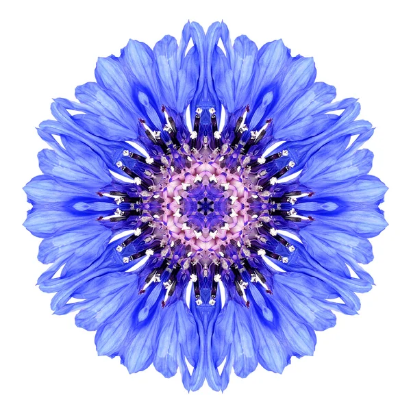 Bleuet bleu Mandala fleur Kaléidoscope isolé sur blanc — Photo