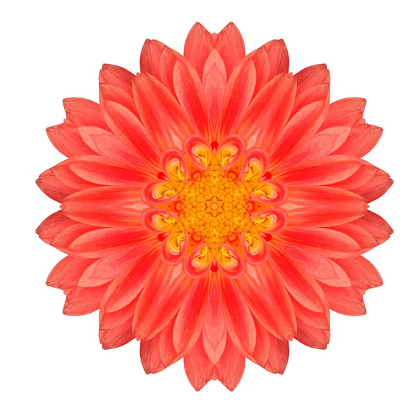 Mandala Gerbera Flower Kaleidoscope Isolated on White — Stock Photo, Image