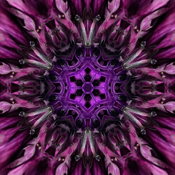 Mor Mandala çiçek Merkezi. Konsantrik Kaleidoscope tasarım