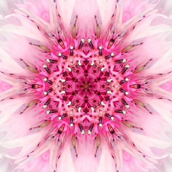Rosa Mandala blomma Center. Koncentriska Kalejdoskop Design — Stockfoto