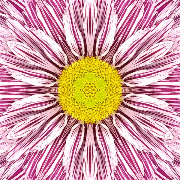 White Mandala Flower with Purple Stripes and Yellow Center