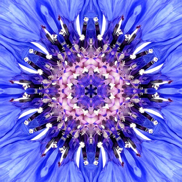 Blaues Mandala-Blütenzentrum. Konzentrische Kaleidoskopgestaltung — Stockfoto