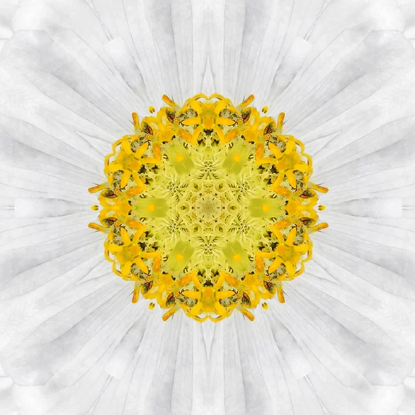 Beyaz Mandala çiçek. Konsantrik Kalaidoscope tasarım — Stok fotoğraf