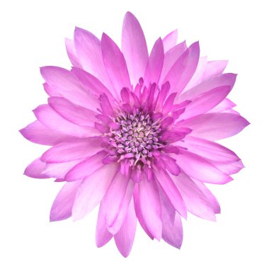 Pembe Conflower çiçek tam Bloom üzerinde beyaz izole