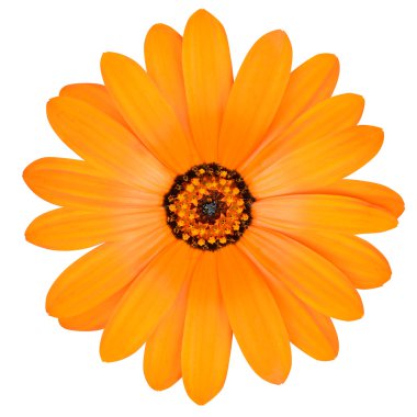 Turuncu Pot kadife çiçeği çiçek tam Bloom izole