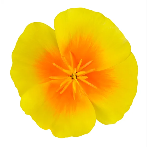 Gele Wildflower met oranje center geïsoleerd — Stockfoto