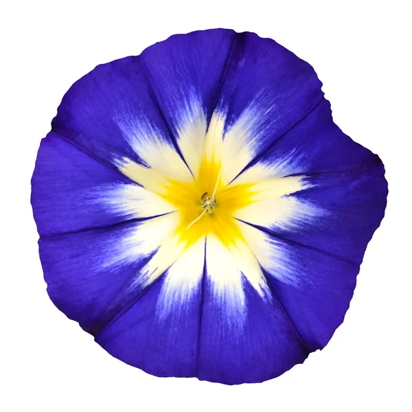 Flor azul com branco amarelo estrela centro isolado — Fotografia de Stock