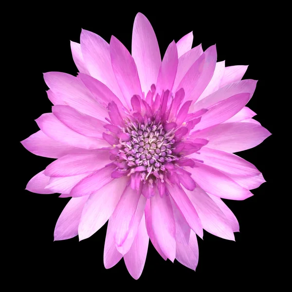 Flor de girassol rosa em flor cheia Isolado em preto — Fotografia de Stock
