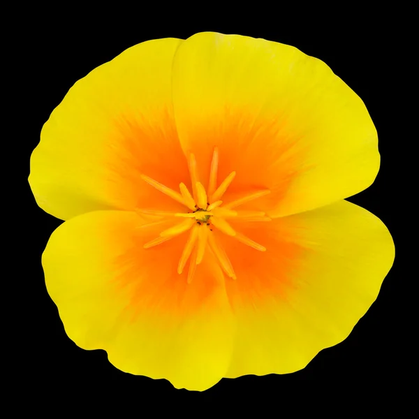 Gul Wildflower med orange center isolerade — Stockfoto