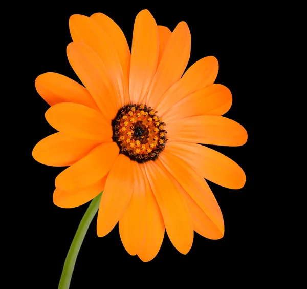 Fiore di calendula di vaso arancione in fiore pieno isolato — Foto Stock