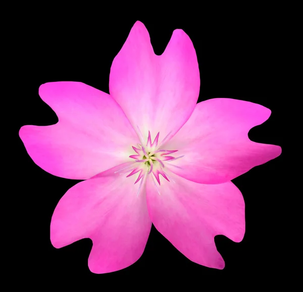 Roze Wildflower geïsoleerd op zwarte achtergrond — Stockfoto