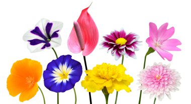 Çeşitli renkli çiçekler üzerinde beyaz izole topluluğu