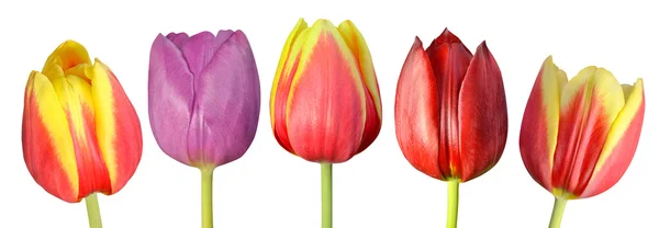 Collection of Five Colorful Tulip Flowers  Isolated on White — Stock Photo, Image