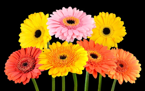 Sammlung von bunten Gerbera Ringelblumen isoliert — Stockfoto