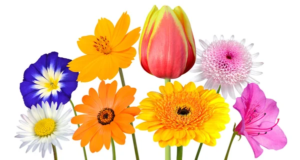 Collection of Various Colorful Flowers Isolated on White — Stock Photo, Image