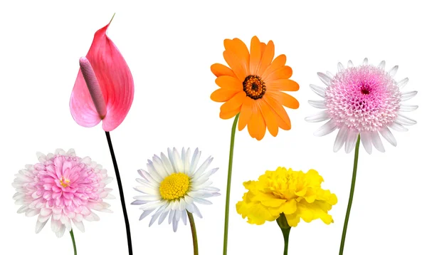 Colección de varias flores de colores aislados en blanco — Foto de Stock