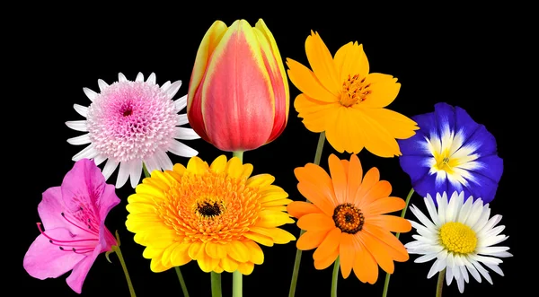 Samling av olika färgglada blommor isolerade på svart — Stockfoto