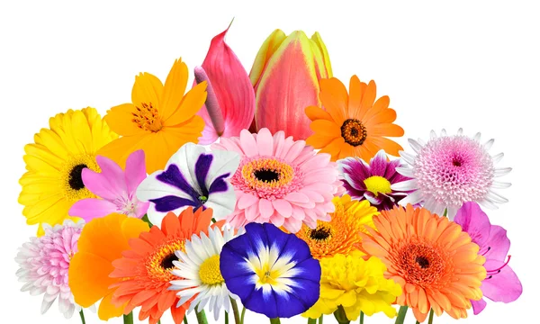 İzole çeşitli renkli çiçekler çiçek buketi topluluğu — Stok fotoğraf