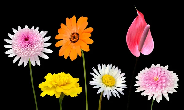 Különböző színes virágok elszigetelt fekete gyűjteménye — Stock Fotó