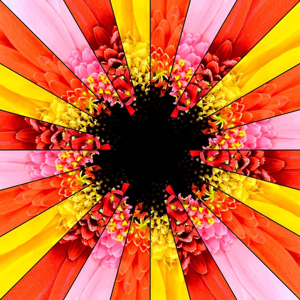 Collage aus einer Sammlung von Gerbera-Blumen — Stockfoto