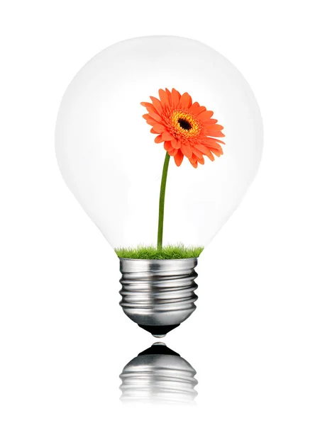 Orange Gerbera Flower Growing inside Light Bulb Isolated — Stock Photo, Image