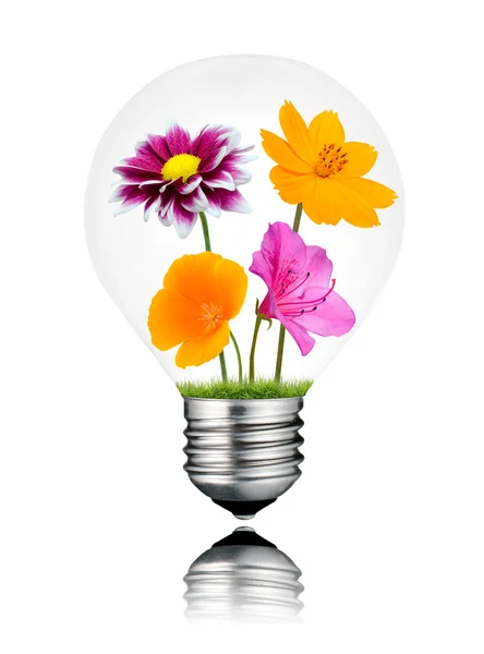 Olika färgglada blommor växer inuti lampa isolerade Stockbild