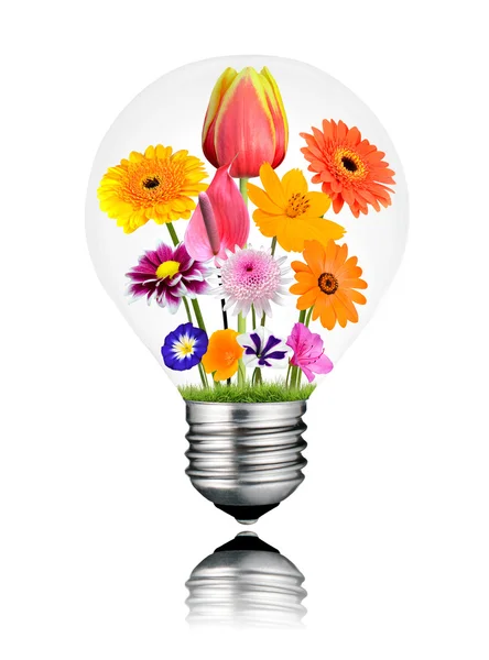 Olika färgglada blommor växer inuti lampa isolerade Royaltyfria Stockbilder