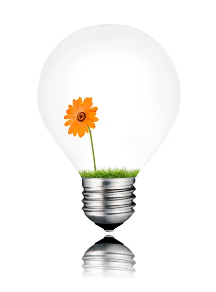 Light Bulb with Orange Daisy Flower Growing Inside Isolated — Stock Photo, Image