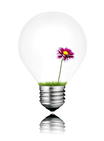 Лампочка з маленькою фіолетовою дикою квіточкою всередині ізольовані — стокове фото