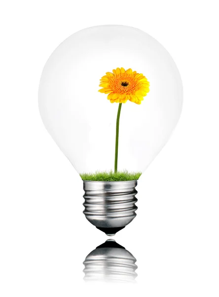 Light Bulb with Yellow Gerbera Flower Growing Inside Isolated — Stock Photo, Image