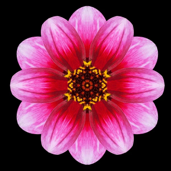 Purple Flower Mandala Kaleidoscope Isolated on Black — Stock Photo, Image