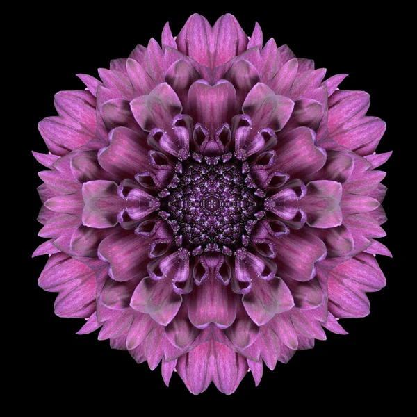 Fioletowy kwiat mandali Kalejdoskop na czarnym tle — Zdjęcie stockowe