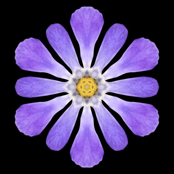 黒に分離された紫色の花マンダラ万華鏡 — ストック写真