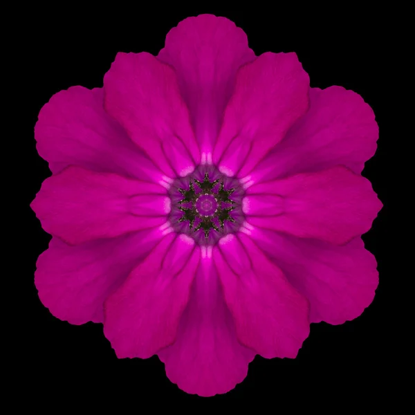 Fialový květ Mandala kaleidoskop izolované na černém pozadí — Stock fotografie