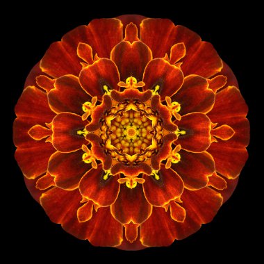 Siyah izole kırmızı çiçek Mandala Kaleidoscope