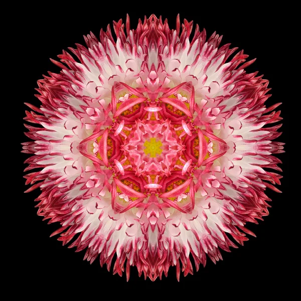 Red Flower Mandala Kaleidoscope Isolated on Black — Stock Photo, Image