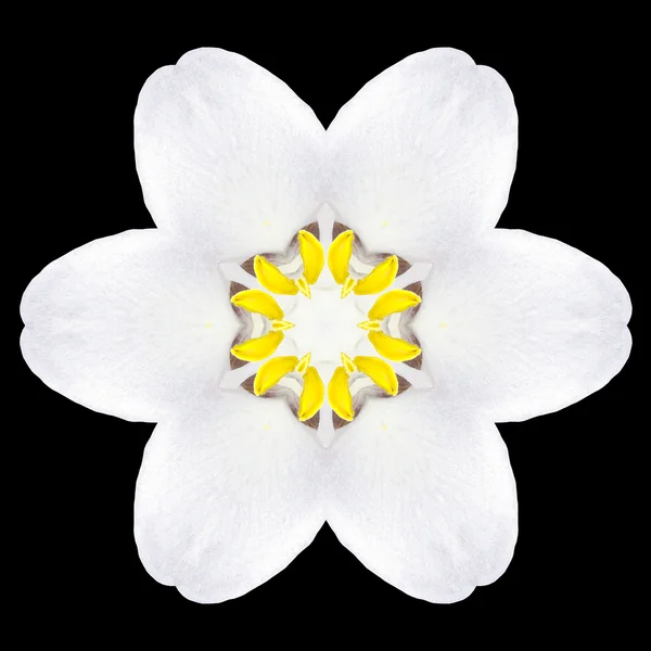 Vit blomma Mandala Kalejdoskop isolerade på svart — Stockfoto