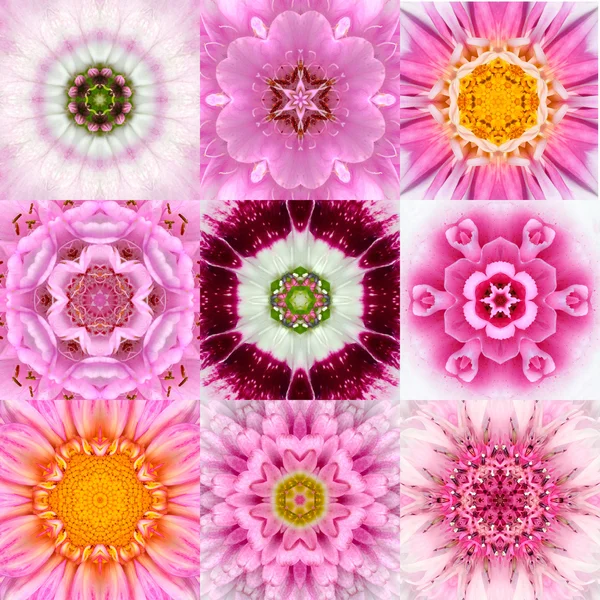 Samling av nio rosa koncentriska blomma Mandalas Kalejdoskop — Stockfoto