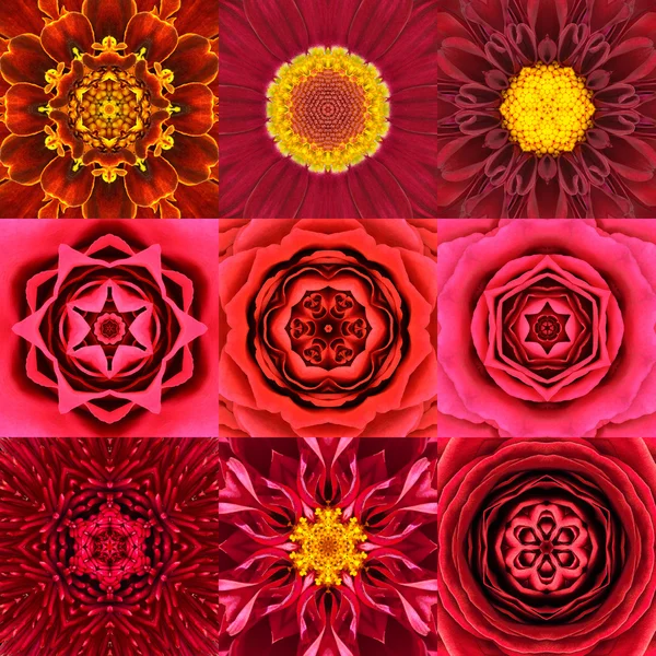 Colección de nueve Mandalas de flores concéntricas rojas Caleidoscopio — Foto de Stock