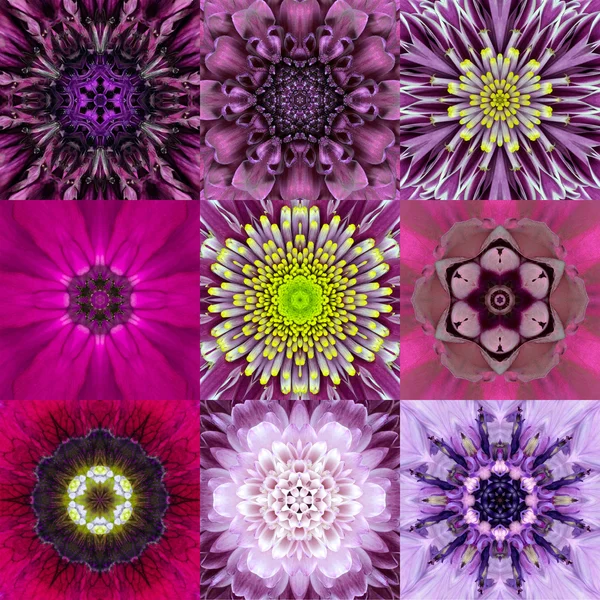 Colección de nueve flores concéntricas púrpuras Mandala caleidoscopio — Foto de Stock