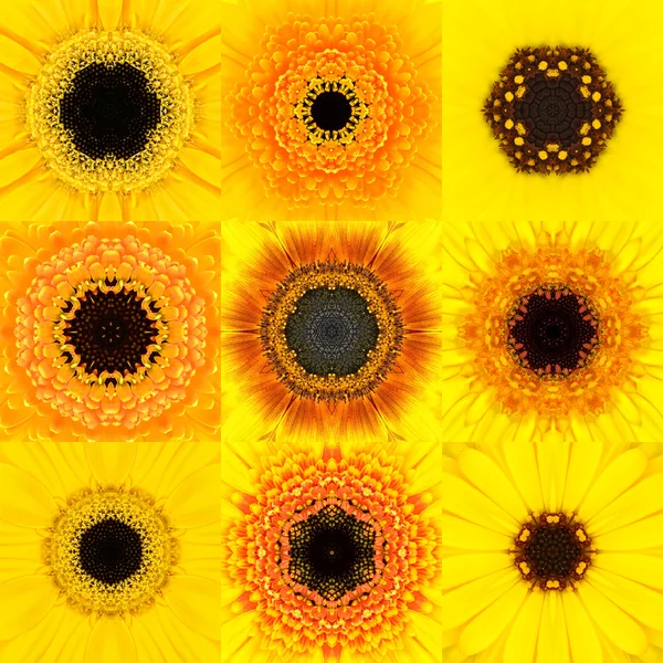 Collectie van negen gele concentrische bloem Mandala Caleidoscoop Stockfoto
