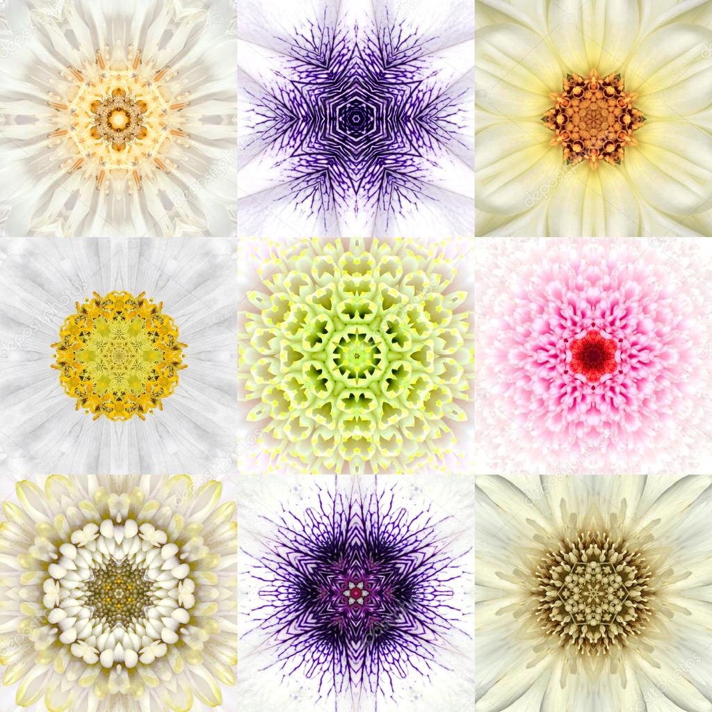 Collection of Nine White Concentric Flower Mandalas. Concentric