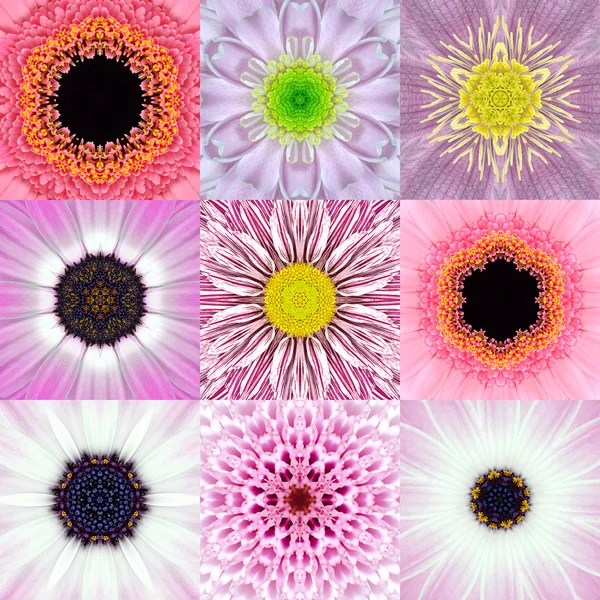 Коллекция девяти розовых концентрических цветов Мандалас Калейдоскоп — стоковое фото