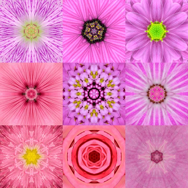 Dokuz pembe konsantrik çiçek mandalalar Kaleidoscope topluluğu — Stok fotoğraf